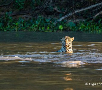 Я водяной, я водяной