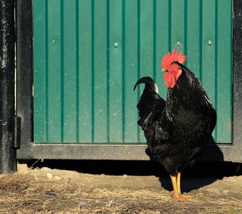 Чёрный принц