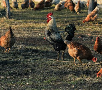 Словно гордый орёд