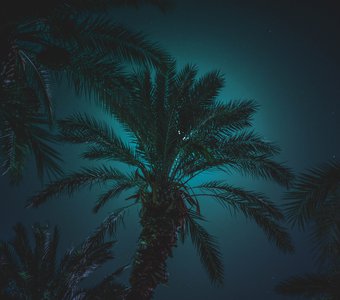 Лунные пальмы