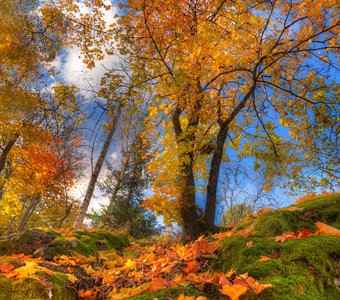 золотая осень в парке Монрепо...