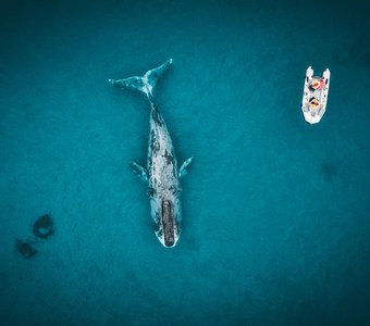 Гренландский кит в Охотском море на фоне надувной лодки
