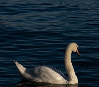 Лебедь в Балтийском море