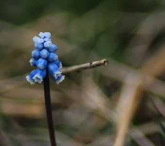 Скромный цвет