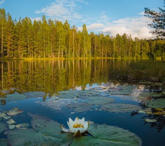 Кувшинка в озере