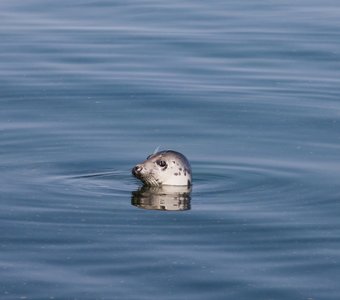 Смущенный тюлень в Балтийском море.