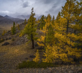 Осень на Курае (Алтай)