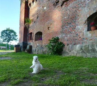 Кролики в форте №5 "Дёнхофф", Калининград.