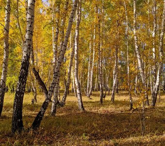 Осень