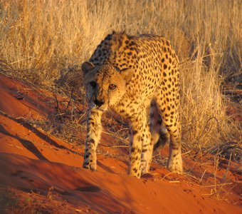 Гепард в Намибии
