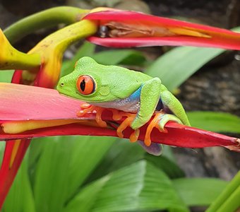 Древесная лягушка, Коста-Рика