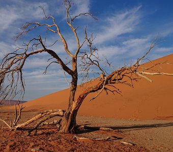 Намиб, дюна 45