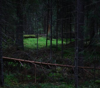 Сцена в лесу
