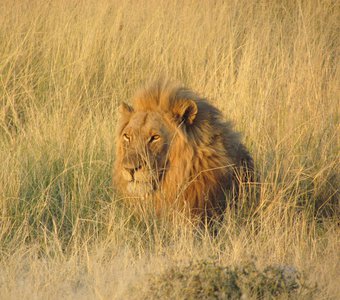 Царь зверей в Намибии