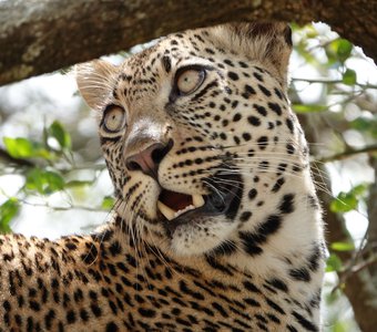 Леопард: отдых после охоты