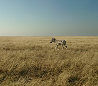 Зебра, Намибия