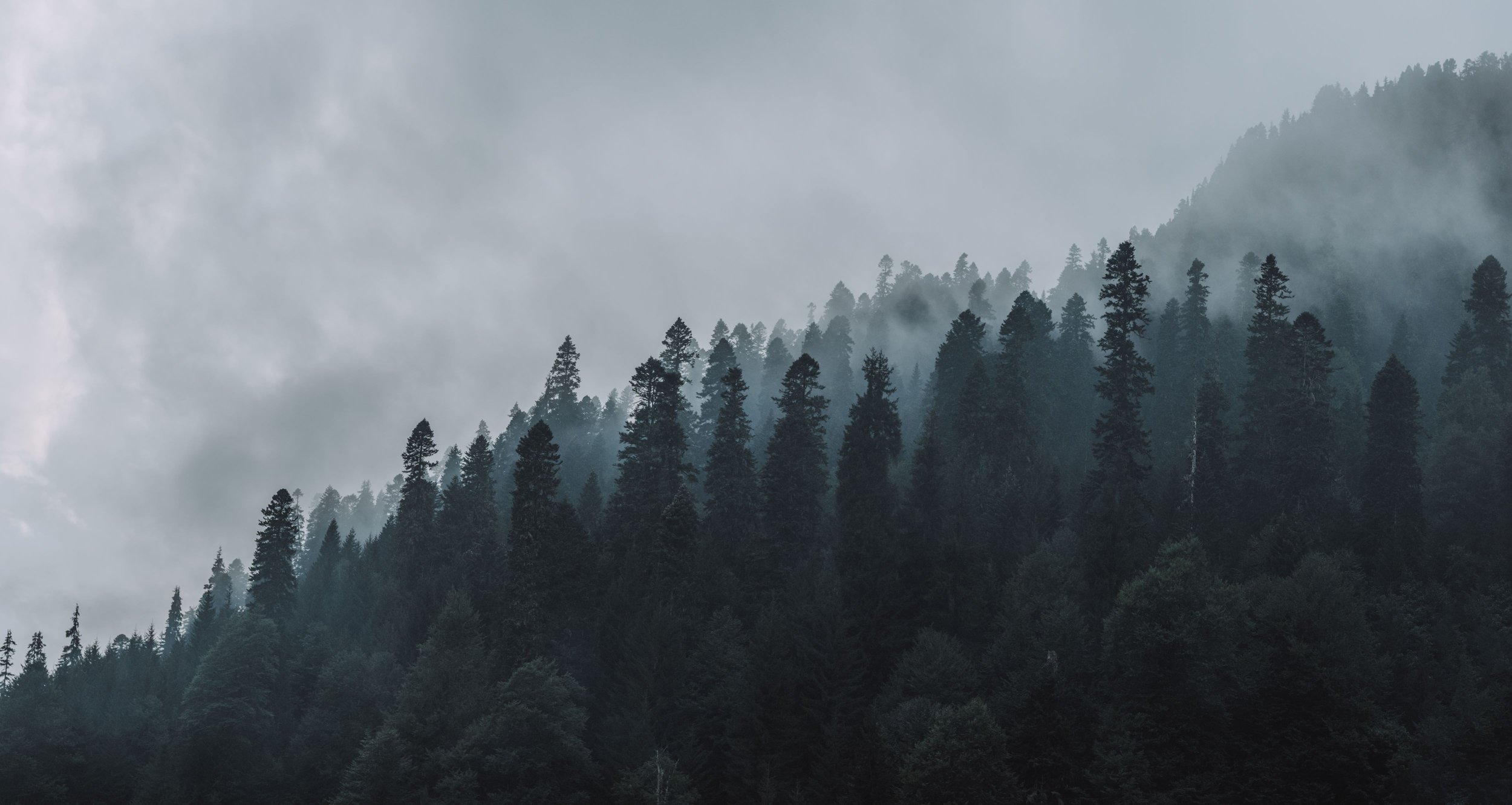 Туманный лес прохождение