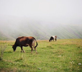 Туманные коровы по дороге в село Кубачи, Дагестан