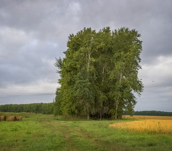 Август в сибирском поле