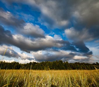 Эстония, остров Сааремаа. Травяной луг на фоне синего неба с облаками.