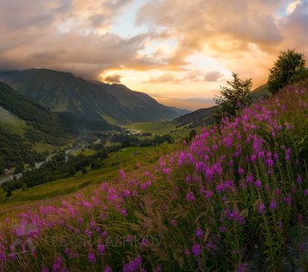 Цветёт иван-чай в горах Кавказа