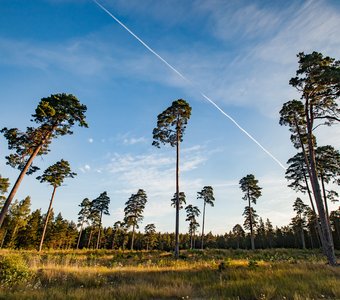 Эстония, остров Сааремаа. Сосновый лес на рассвете.