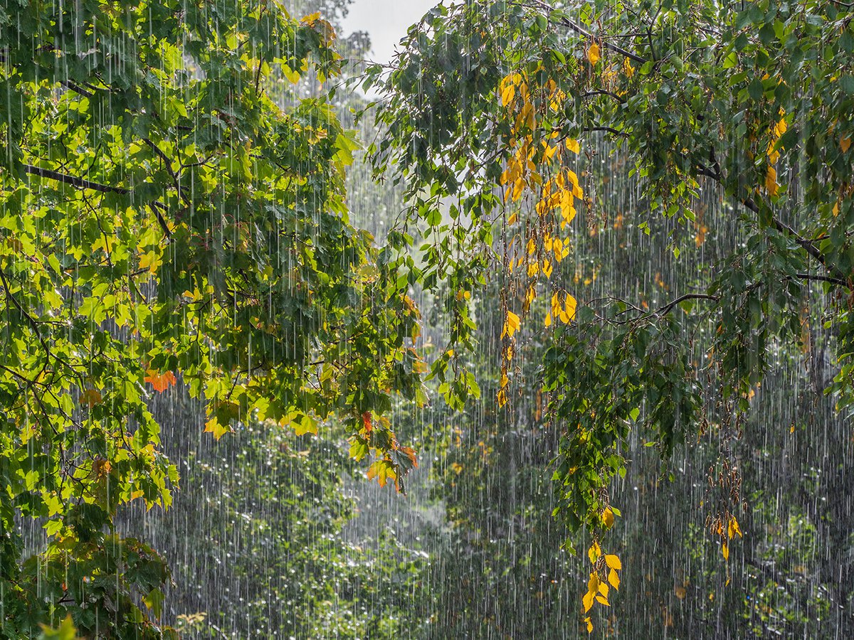 Ливень сентября