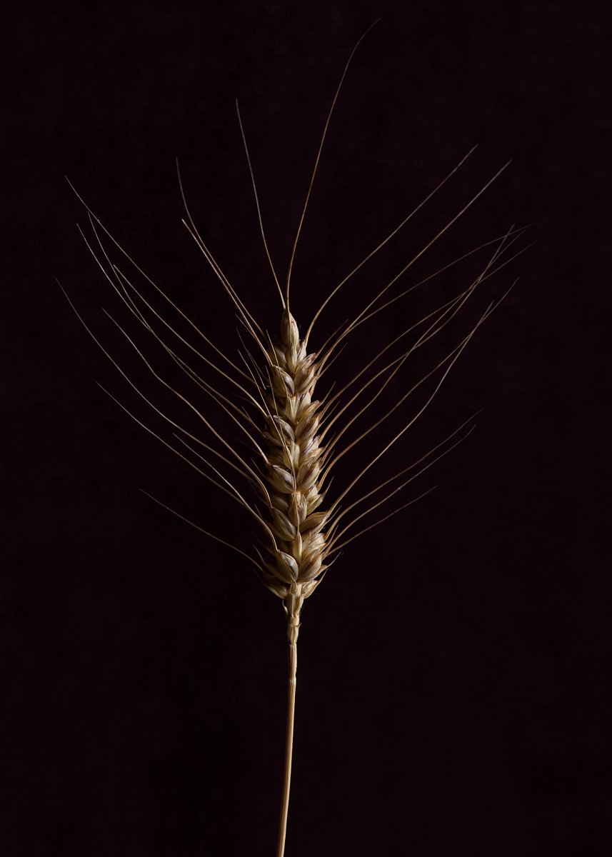 Душа хлебного поля