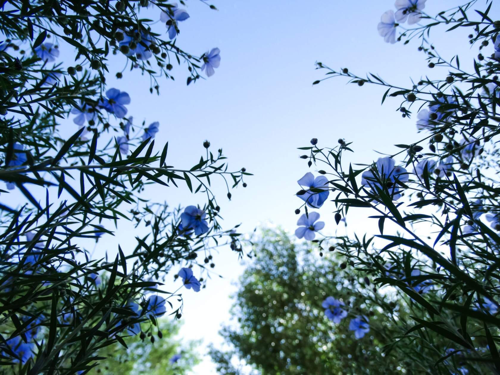 Цветы Сибири