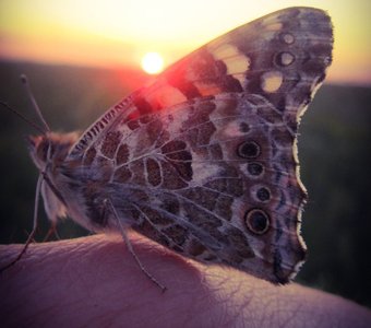 Закатный флирт