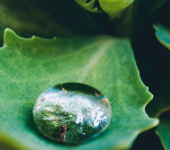 Волшебная роса