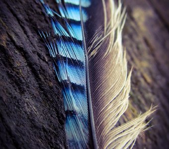 Волшебное перо