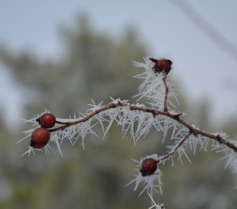 Колючий шиповник