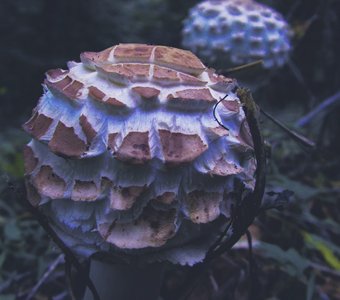 Подарок леса