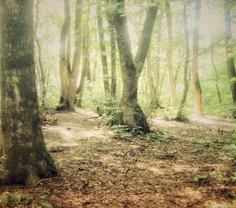 Дыхание леса