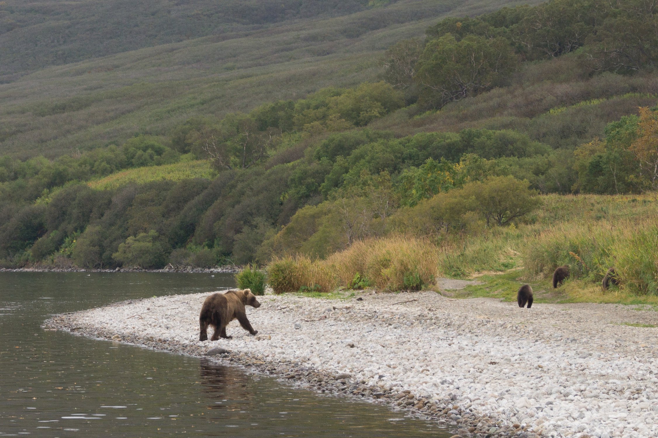 Мама-медведица