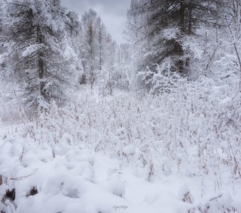 В снежном царстве