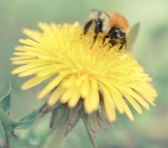 Сбор нектара.