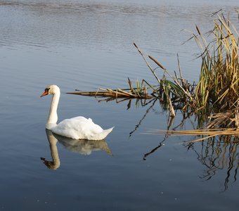 Лебедь в национальном парке «Куршская коса»