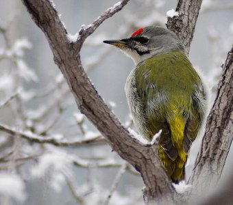 Седой дятел (Picus canus)