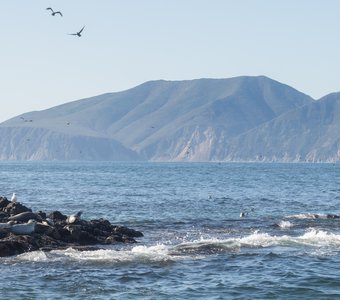 Камчатские котики