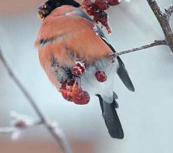 Наливное яблочко.