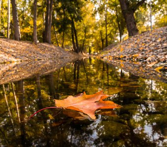 Кленовый лист на водной глади