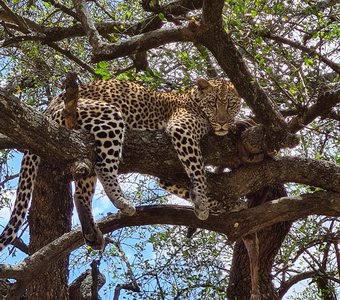 Леопард отдыхает после охоты