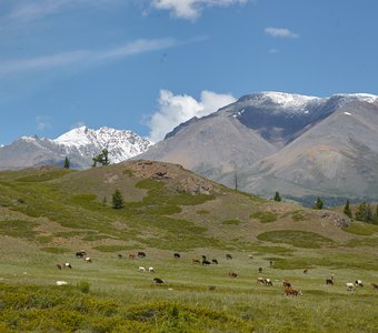Алтайский пейзаж