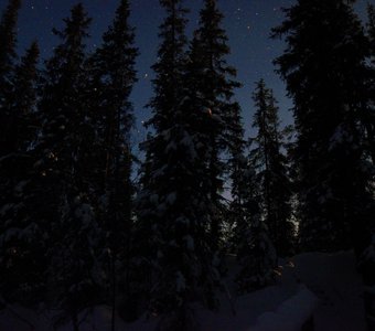 Ночная  темень лапландского леса.