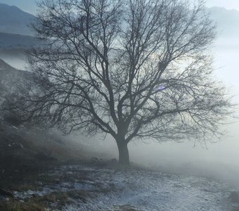 Старый карагач