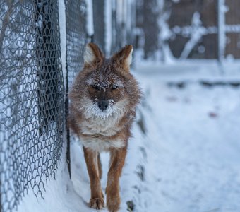 Морозное утро