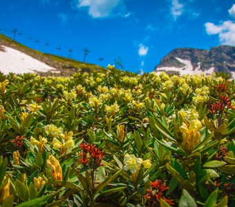 Горный цветы