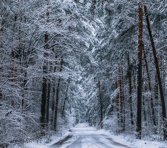 Дорога сквозь зимний лес
